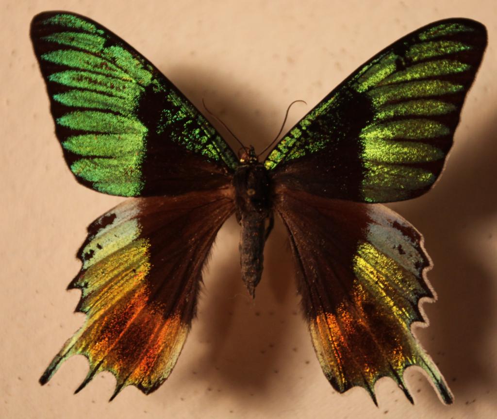 Urania Riphaeus ab stills 20110514 IMG32379(web) JCMDI.jpg